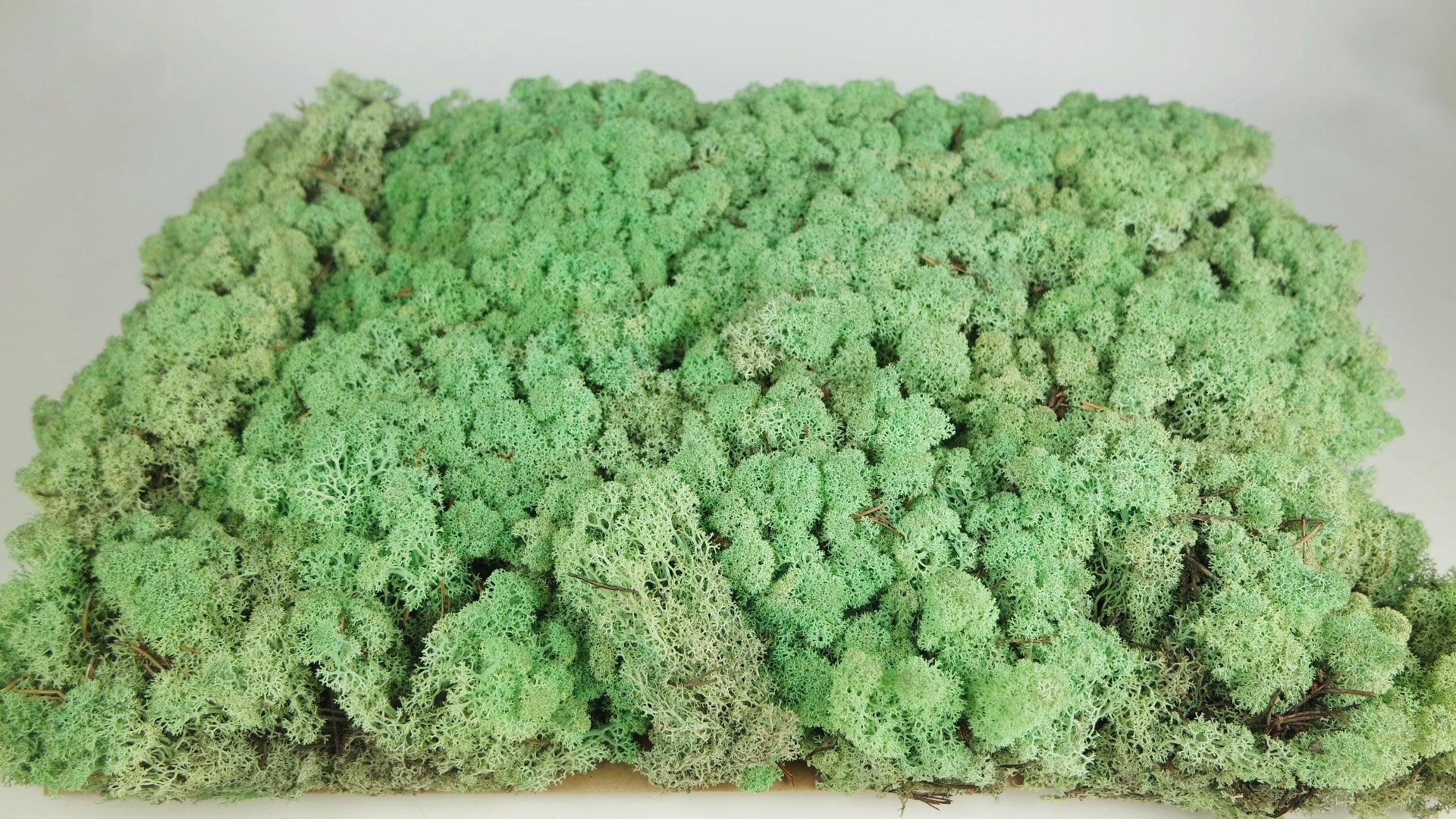 Reindeer moss - deco moss - preserved reindeer moss at wholesale price –  Si-nature