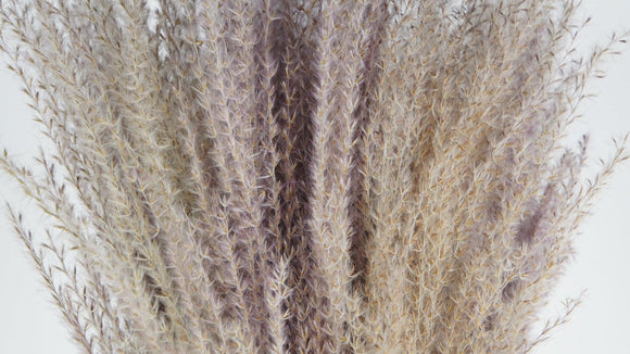Dried Miscanthus - 15 stems - Natural colour