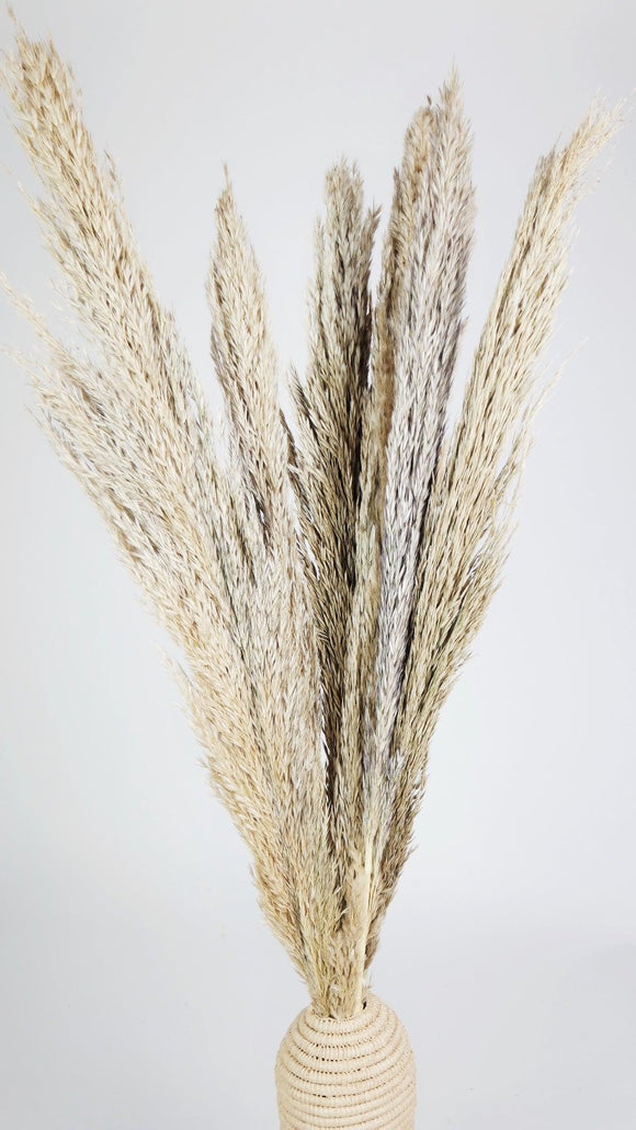 Dried Pampa Grass 90 cm - 6 stems - Natural colour