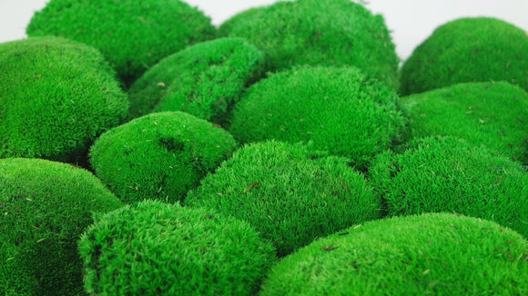 Ball moss preserved - bulk box - Light green