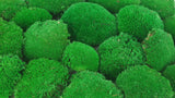 Ball moss preserved - small box - Green