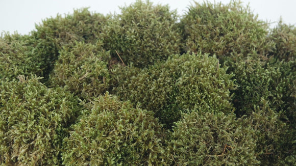 Konserviertes Moos Provence - kleine Packung - Natur grün