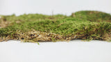 Dried Flat moos - 5 kg box - Green