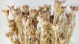 Nigella orientalis - 1 mazzo - colore naturale