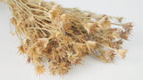 Nigella orientalis - 1 mazzo - colore naturale