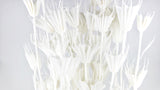 Nigella orientalis - 1 bunch - White