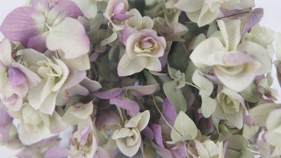 Origan Kent fleur séchée - 1 bouquet - Couleur naturelle