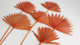 Palm Sun - 6 stems - Amber