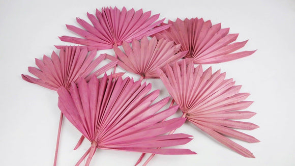 Palm Sun - 6 stems - Dusty pink