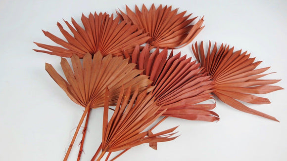 Palm Sun - 6 stems - Terracotta