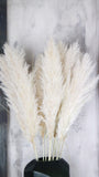 Cortedaria EXTRA - 5 stems - natural colour
