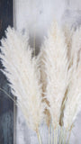 Cortedaria EXTRA - 5 stems - natural colour