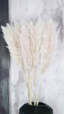 Cortedaria MEDIUM - 5 stems - Natural colour