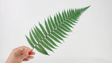 Parchment fern preserved - 10 stems - Green