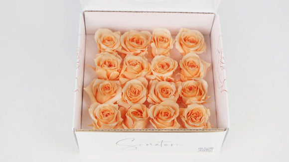 Preserved roses 1 cm - 16 heads - Peach