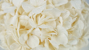 Preserved hydrangea Kiara- 1 head - Pearl white