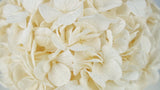 Preserved hydrangea Kiara- 1 head - Pearl white