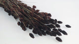 Dried phalaris - 1 bunch - Deep brown