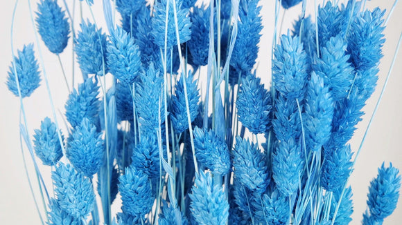 Dried phalaris - 1 bunch - Azure blue