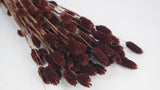 Dried phalaris - 1 bunch - Hazelnut