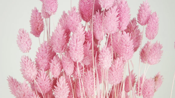 Dried Phalaris - 1 bunch - Pink