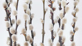 Salix Kätzchen konserviert - 10 Stangen - Naturfarbe weiß - Si-nature