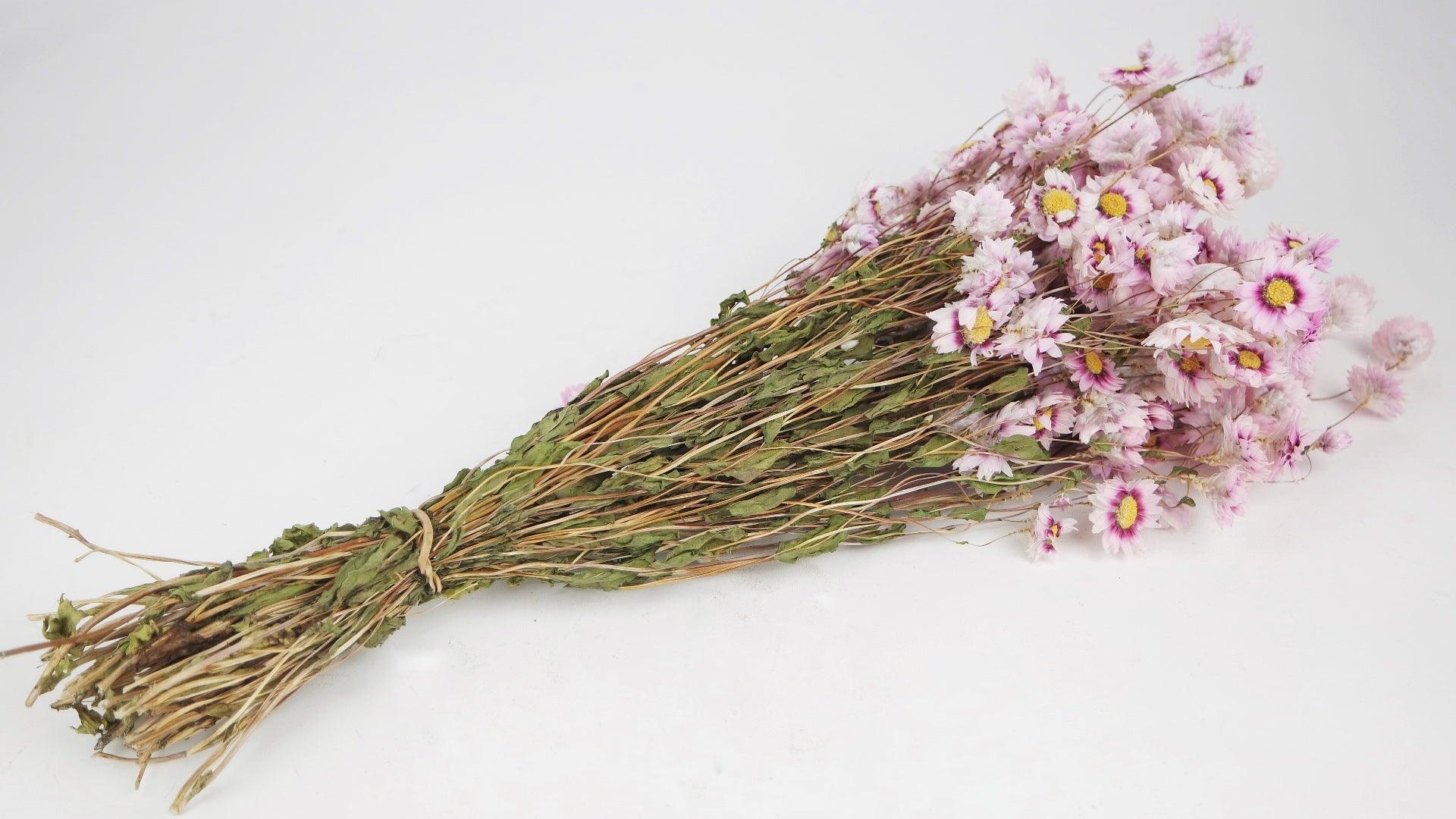 Dried Rodanthe - natural colour pink - dried flowers at wholesale price –  Si-nature