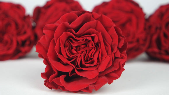 Roses stabilisées romantiques 5 cm - 6 têtes - Rouge clair