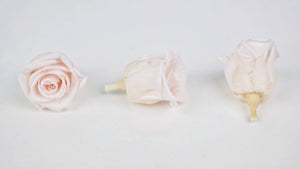 Stabilisierte Rosen Kiara 3 cm - 9 Stück - Pink blush - Si-nature