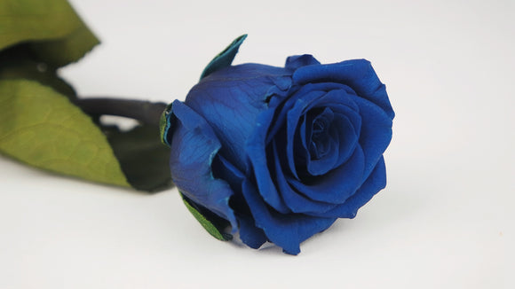 Rose stabilisée sur tige 25 cm - 1 tige - Bleu Saphir