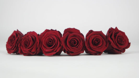 Roses stabilisées 6,5 cm - 6 têtes - Rouge