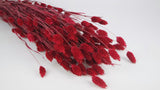 Dried phalaris - 1 bunch - Red