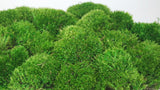 Moss provence royal preserved - small box - light green