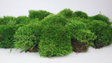 Moss provence royal preserved - small box - light green