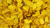 Preserved hydrangea - 1 head - Saffron yellow 