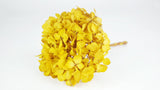 Preserved hydrangea - 1 head - Saffron yellow 