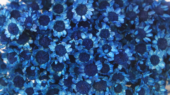 Glixia dried - 1 bunch - Sapphire blue