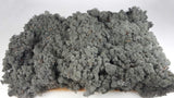 Lichen preserved - 5 kg - Black