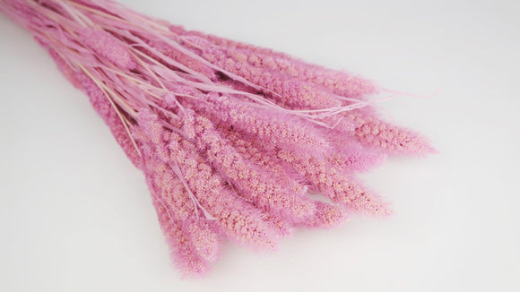 Dried Setarea - 1 bunch - Purple pink