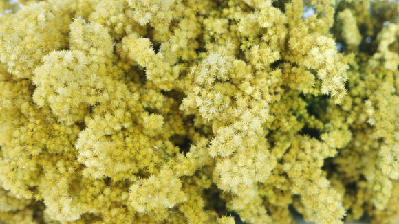 Solidago dried - 1 bunch - natural colour yellow