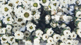 Ixodia konserviert 30 cm - 1 Bund - Naturfarbe weiß - Si-nature