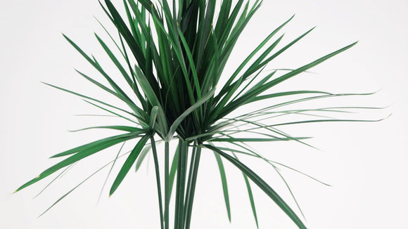 Stabilised papyrus - 7 stems - Green