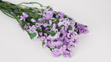 Statice preserved - 1 bunch  - Natural colour purple