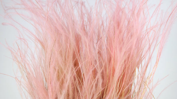 Dried Stipa pennata - 1 bunch - Light pink