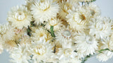 Strohblumen - 1 Strauß - Naturfarbe elfenbein - Si-nature