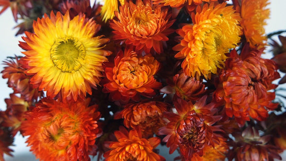Strohblumen - 1 Bund - Naturfarbe Flamme