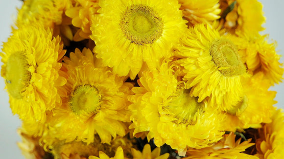 Immortelles séchées - 1 bouquet - Couleur naturelle jaune