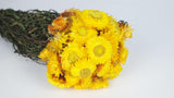 Strohblumen - 1 Strauß - Naturfarbe gelb - Si-nature