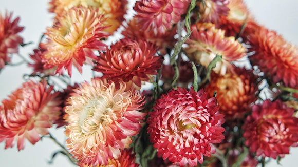 Strohblumen - 1 Strauß - Naturfarbe lachsrosa