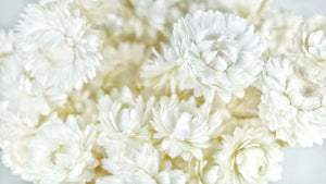Dried strawflowers - 1 bunch - White